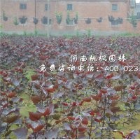 最火全紅楊河南桃楓園林出售