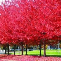 美國(guó)紅楓為您大量供應(yīng)