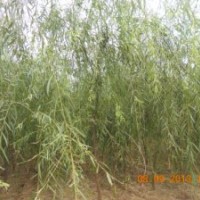 處理柳樹3到10公分清地處理白菜價