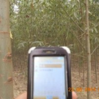 處理速生柳/垂柳2-8cm量大價格低