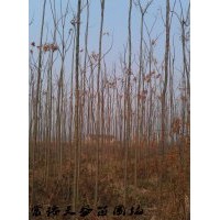 5公分欒樹(shù)價(jià)格