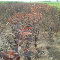 紅葉櫻花接穗，優(yōu)質(zhì)紅葉櫻花小苗供應(yīng)，出售紅葉櫻花樹苗