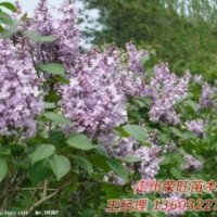 定州市榮旺苗木花卉農(nóng)民專業(yè)合作社