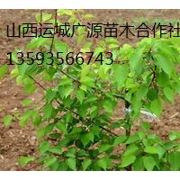 2、3公分山杏樹出售、大量低價(jià)山杏樹優(yōu)惠供應(yīng)