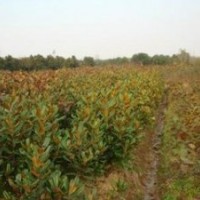 最新廣玉蘭價(jià)格 米徑2公分3公分8公分10公分15公分廣玉蘭價(jià)格 南