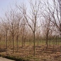 米徑3公分4公分5公分6公分欒樹報(bào)價(jià) 南京欒樹價(jià)格