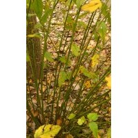 直銷衛(wèi)矛，隸棠，紅王子錦帶，迎春，海桐