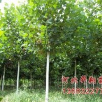法桐種植
