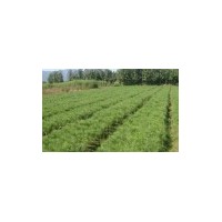 供應(yīng)濕地松、馬尾松、香樟、杜英、木荷、紅豆杉