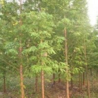 18公分精品水杉價格河南水杉產(chǎn)地