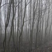 提供杜仲樹(shù)產(chǎn)地.提供杜仲樹(shù)報(bào)價(jià)'現(xiàn)在杜仲價(jià)格