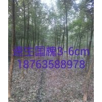 柳樹苗木種植基地在哪-威傲苗木