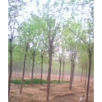 供應，毛白楊，千頭椿，107