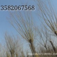 嫁接金絲柳，嫁接垂柳