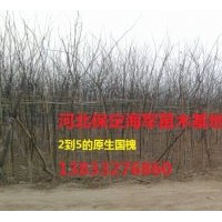 共供應(yīng)國槐 香花槐 垂柳 速生柳 饅頭柳 金葉榆