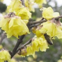 供應(yīng)臘梅，臘梅苗，別名：蠟梅、黃梅花、雪里花、蠟?zāi)?、蠟花、?/></a>
<div><a href=