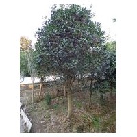 2公分桂花價格|5公分金桂價格|8公分八月桂價格