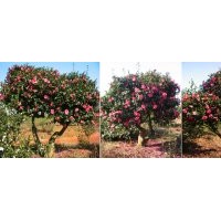 供應(yīng)茶梅盆栽、茶梅苗、嫁接茶梅