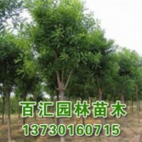 現(xiàn)貨出售天目瓊花