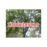 毛白楊苗木基地 密山毛白楊