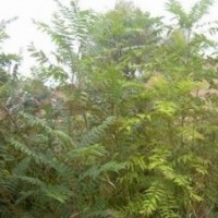 椿樹 臭椿 香椿 廉價提供椿樹 臭椿 香椿 椿樹籽