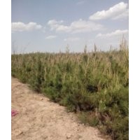 油松大滿冠（1-4米）油松價(jià)格大營(yíng)養(yǎng)杯1米油松樹苗基地