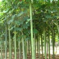 現(xiàn)在米徑8公分12公分青桐價(jià)格 青桐基地