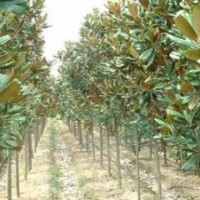 現(xiàn)在廣玉蘭價格提供，2公分廣玉蘭價格