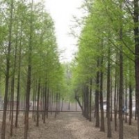 苗圃精品水杉價(jià)格 3公分4公分5公分水杉價(jià)格