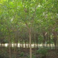 重陽木價格南京重陽木供應(yīng)價格