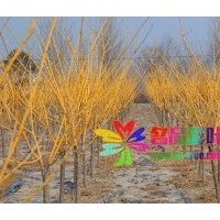 大規(guī)格金枝國槐