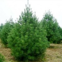 苗圃精品白皮松 山貨占地白皮松