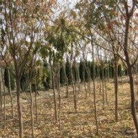 現(xiàn)在無患子報價12公分無患子價格