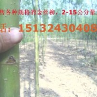 專供金葉愉，柳樹，榆樹