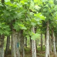 農(nóng)民自種法桐樹300顆左右出售