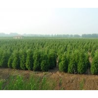 綠化苗木蜀檜價(jià)格
