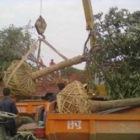 供應(yīng)大葉女貞樹苗