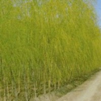 南京垂柳小苗報價12公分垂柳供應(yīng)