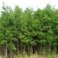 南京水杉報價精品移植水杉供應(yīng)價格