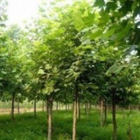 河北保定8公分法桐價(jià)格