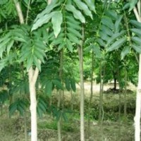 現(xiàn)在無患子報價10公分無患子銷售