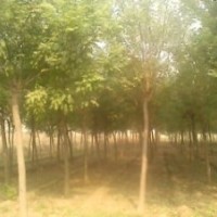 2015年國(guó)槐價(jià)格