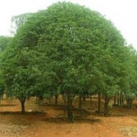 供應(yīng)胸徑18厘米移栽桂花樹(shù)，22厘米桂花樹(shù)，湖南桂花樹(shù)