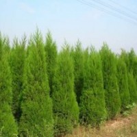 供應(yīng)：檜柏，西湖海棠，龍柏，櫻花，金葉女貞