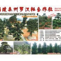 大量便宜銷售毛杜鵑