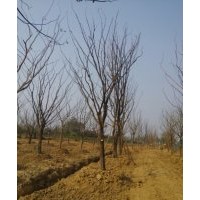 樸樹(shù)1-40公分， 叢生樸樹(shù)20-300公分 ，