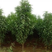 處理龍柱碧桃樹苗，3-8公分龍珠碧桃價(jià)格，大量龍珠碧桃小苗批發(fā)