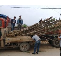 速生柳基地大量低價拋售速生柳