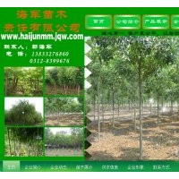 7到10公分香花槐 20公分及以上垂柳 3-4公分國槐