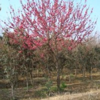 國槐、白蠟、火炬、法桐、香花槐